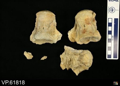undet. Mosasauridae