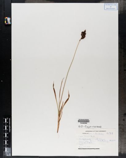 Carex