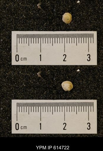 Limopsis striatopunctatus