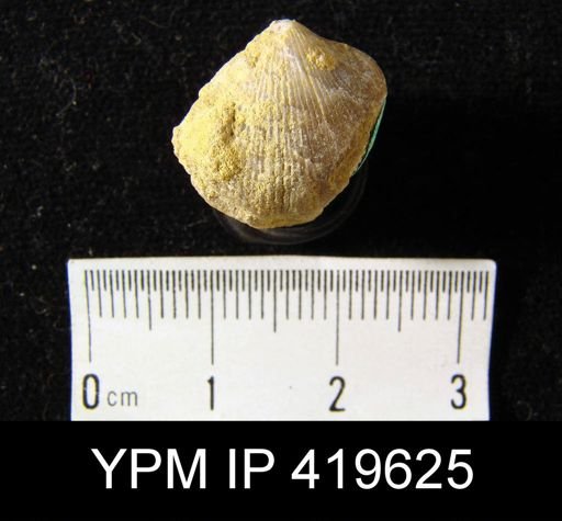 Atrypa reticularis