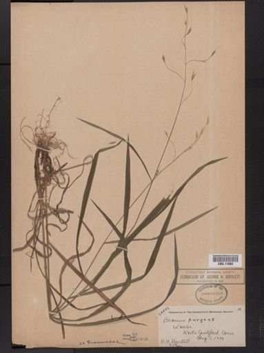 Bromus purgans