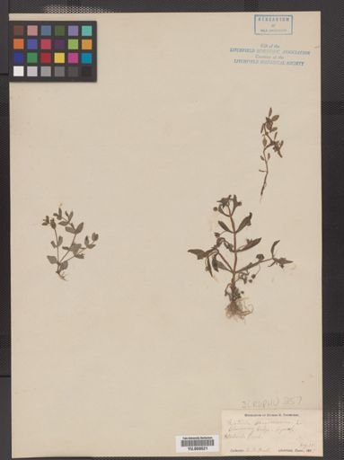 Gratiola neglecta