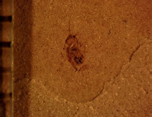 Psocoptera?