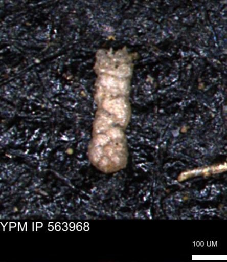 Ammobaculoides phaulus