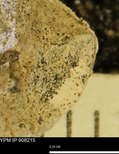 undet. Mollusca