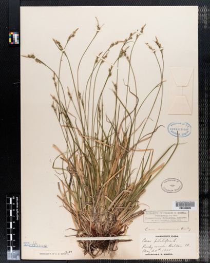 Carex pilulifera