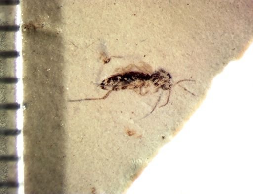 Hymenoptera?