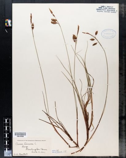 Carex limosa
