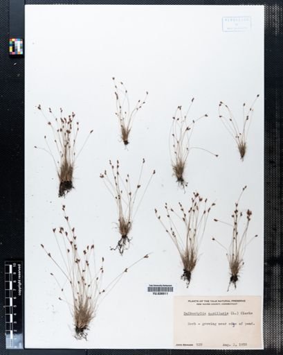 Bulbostylis capillaris