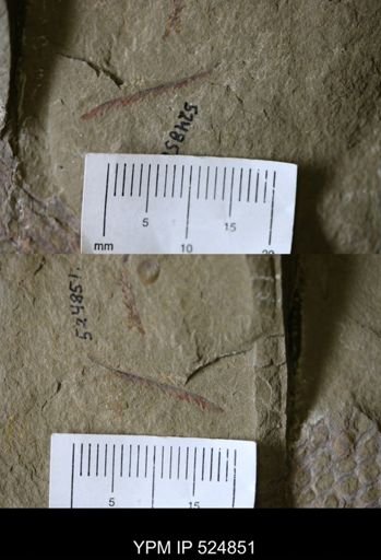 Kiaerograptus
