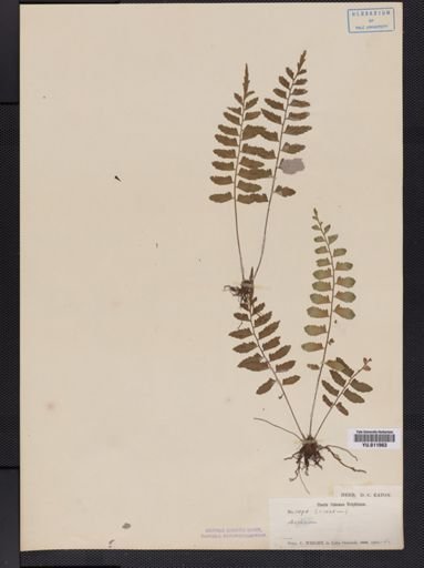 Asplenium