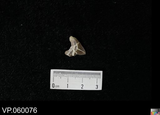Squalicorax sp.