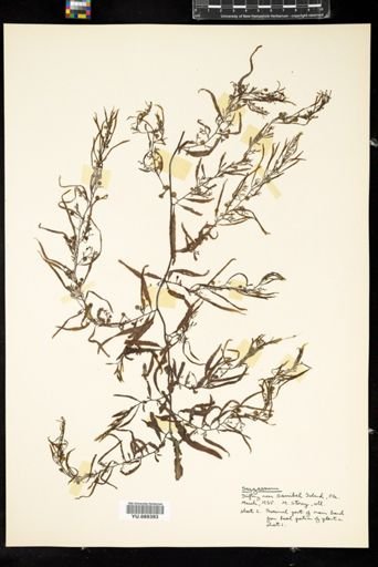 Sargassum