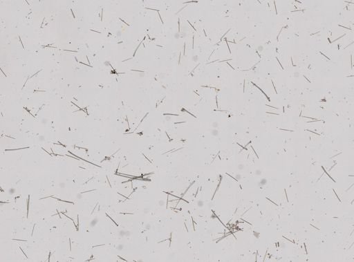 Hymedesmia sp.