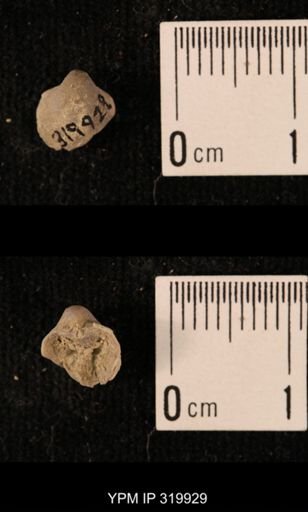 Ambocoelia planoconvexa
