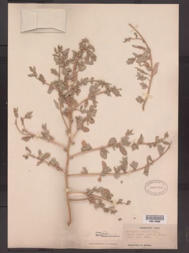 Atriplex arenaria