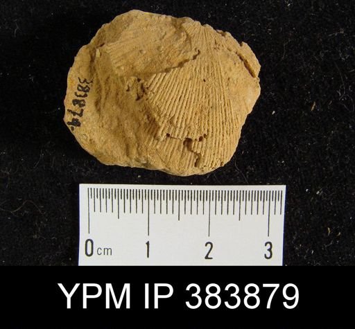 Schuchertella woolworthana