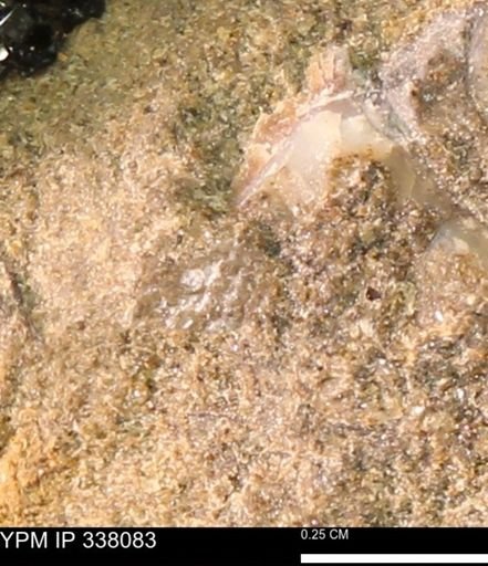 undet. Bivalvia