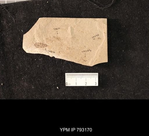 undet. Blattaria
