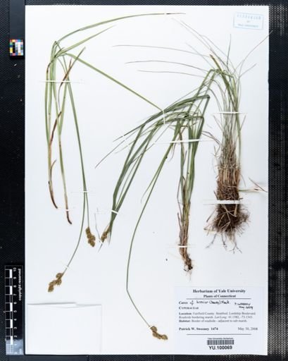 Carex brevior