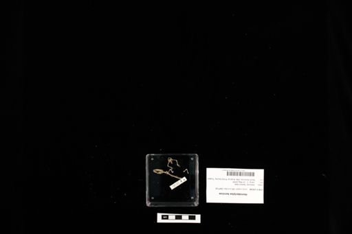 Hemidactylus turcicus