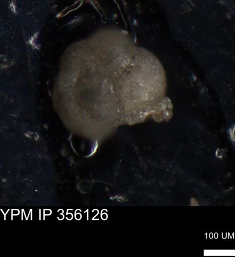 undet. Foraminiferida