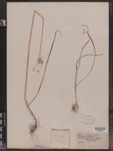 Allium canadense