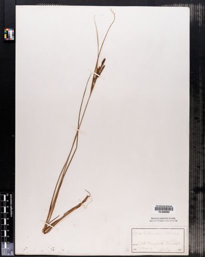 Carex lenticularis