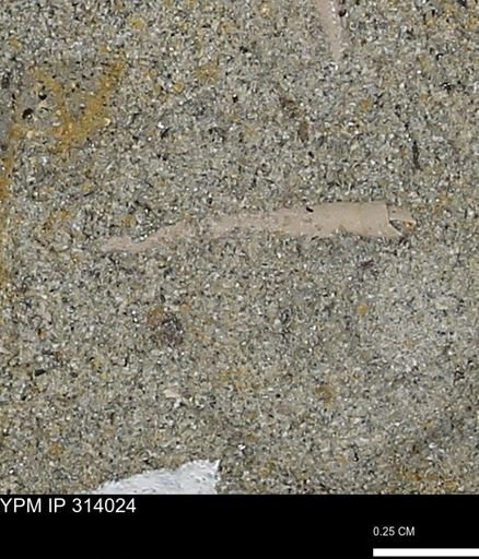 undet. Scaphopoda