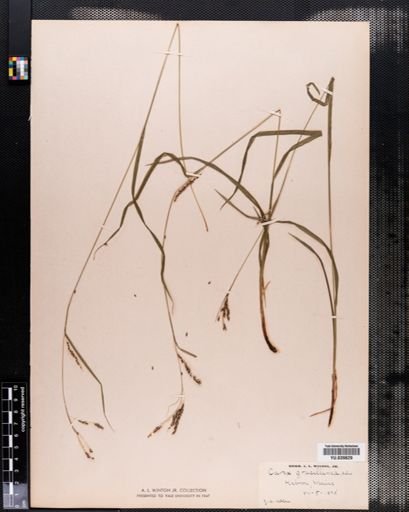 Carex gracillima