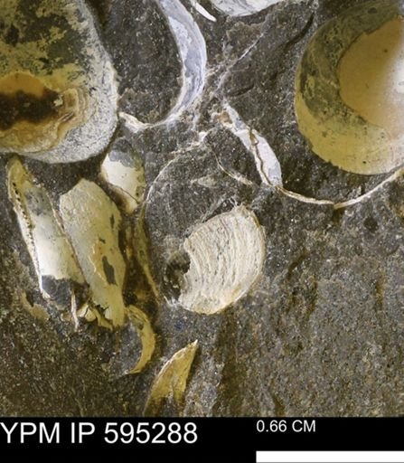 Protocardia sp.