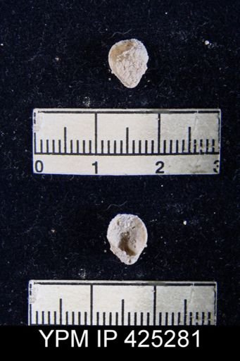 Dielasma sp.