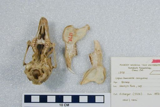Lepus townsendii campanius