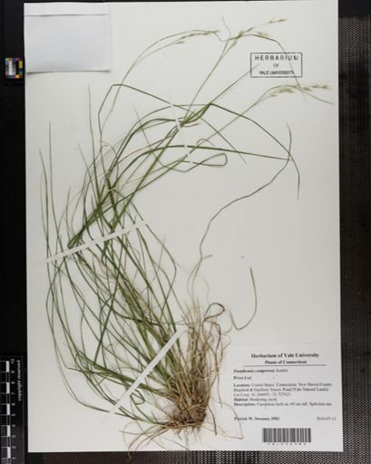Danthonia compressa