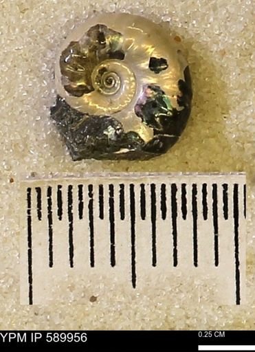 Hoploscaphites nicolletii