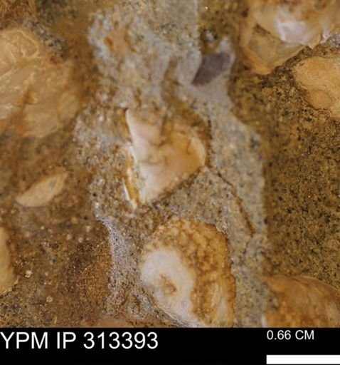 Corbicula sp.