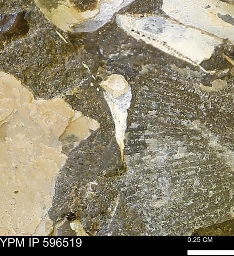 undet. Mollusca