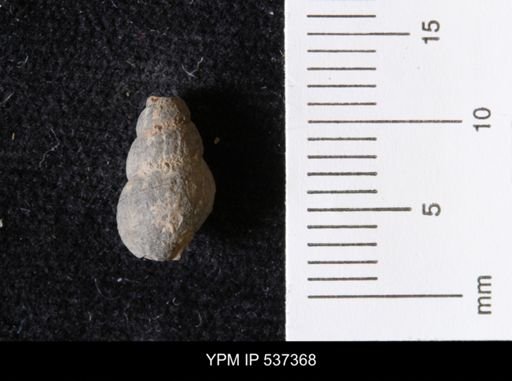 Goniobasis ortmanni