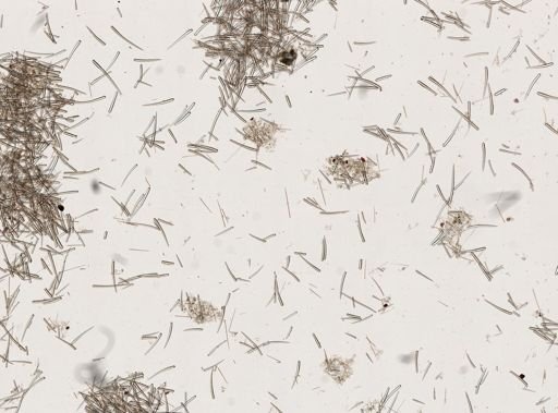 Clathria prolifera