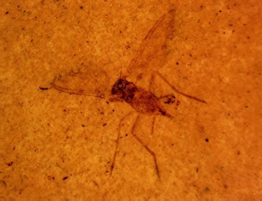 undet. Diptera