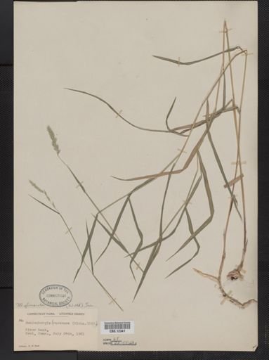 Muhlenbergia glomerata