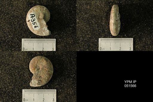 Hoploscaphites nicolletii