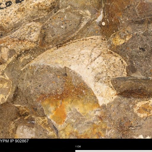 undet. Mollusca