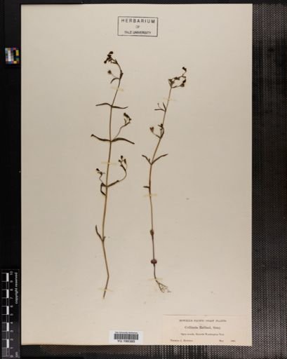 Plantae