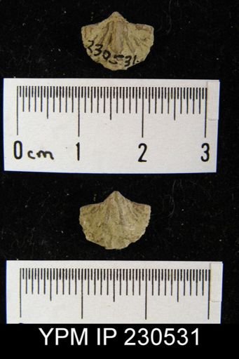 Spiriferina kentuckiensis