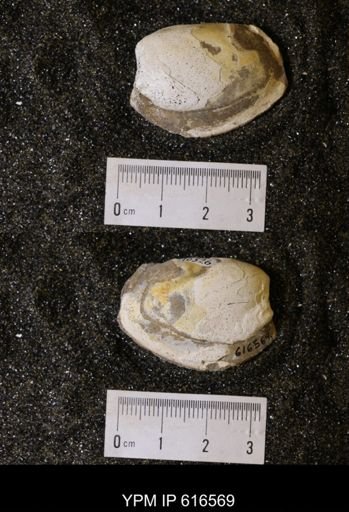 Corbicula?