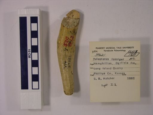 Teleoceras fossiger