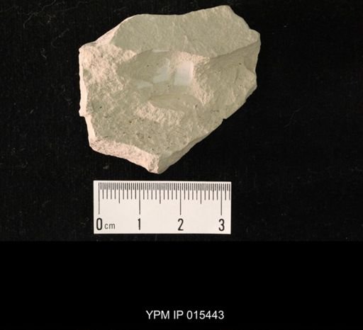 Chelopterum peregrinum