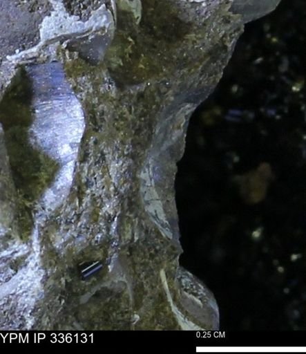 undet. Bivalvia