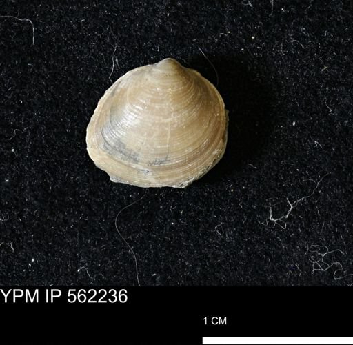 Limopsis striatopunctatus